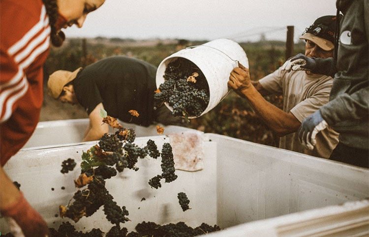 Carhartt Wine Harvest