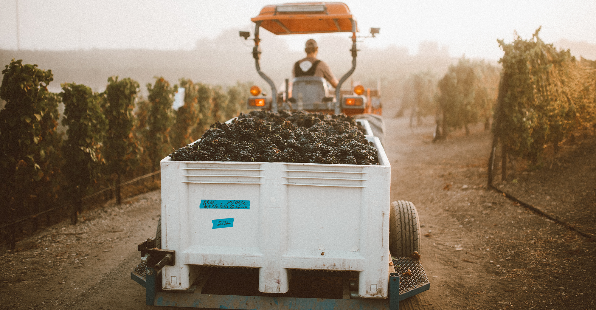 Grape Harvest: Carhartt Family Wines