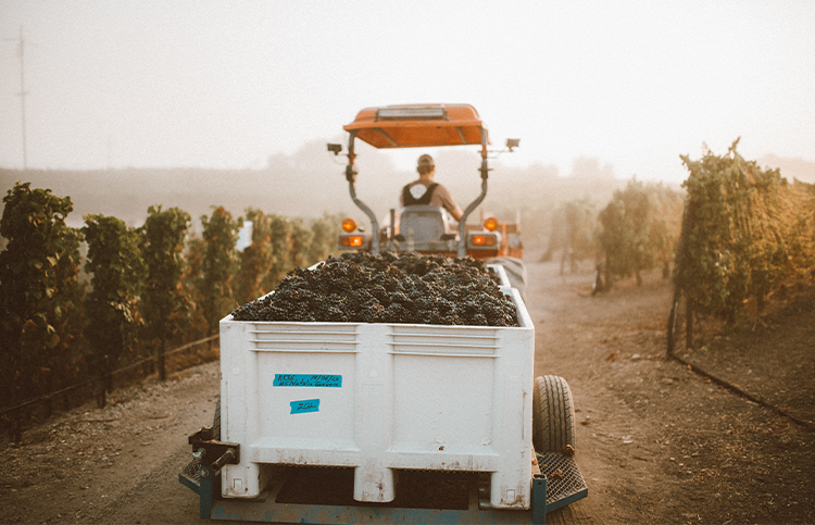 Grape Harvest: Carhartt Family Wines