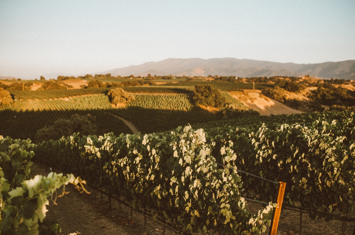 Sweeping view of vineyards - Carhartt Family Wines