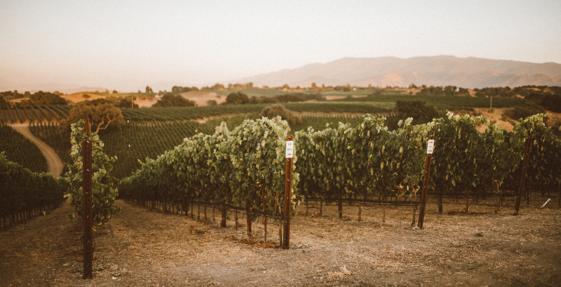 Vineyard Closeup - Carhartt Family Wines