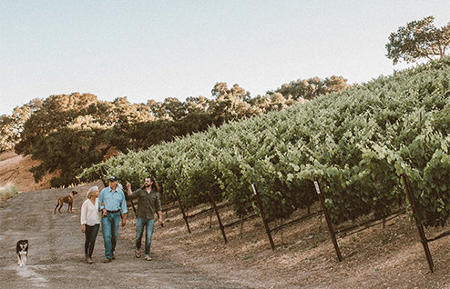 Vineyard Walk