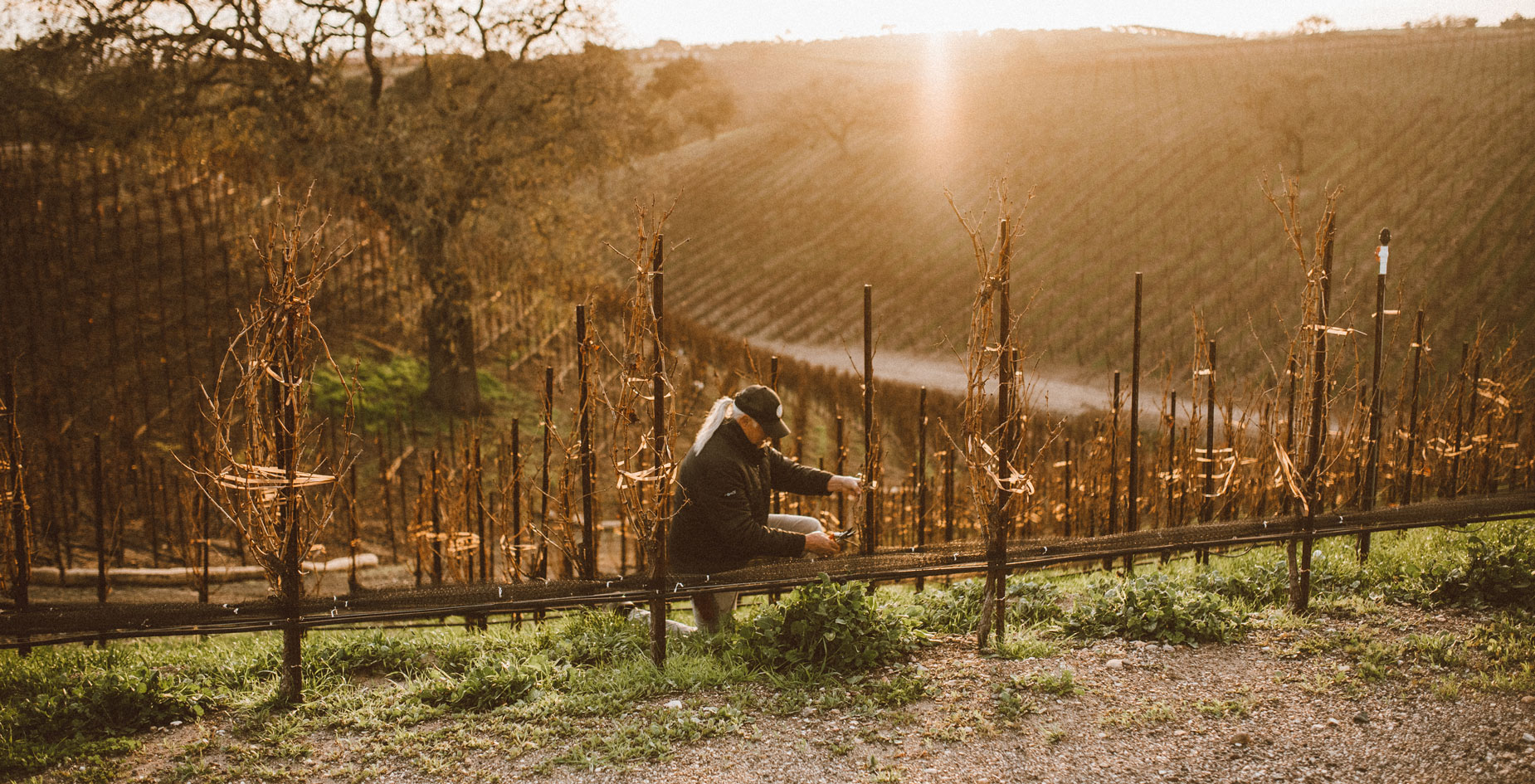 “Big Mike’s” happy place, a man and his vines. Here Mike is pruning vines at the top of the Canyon vineyard.