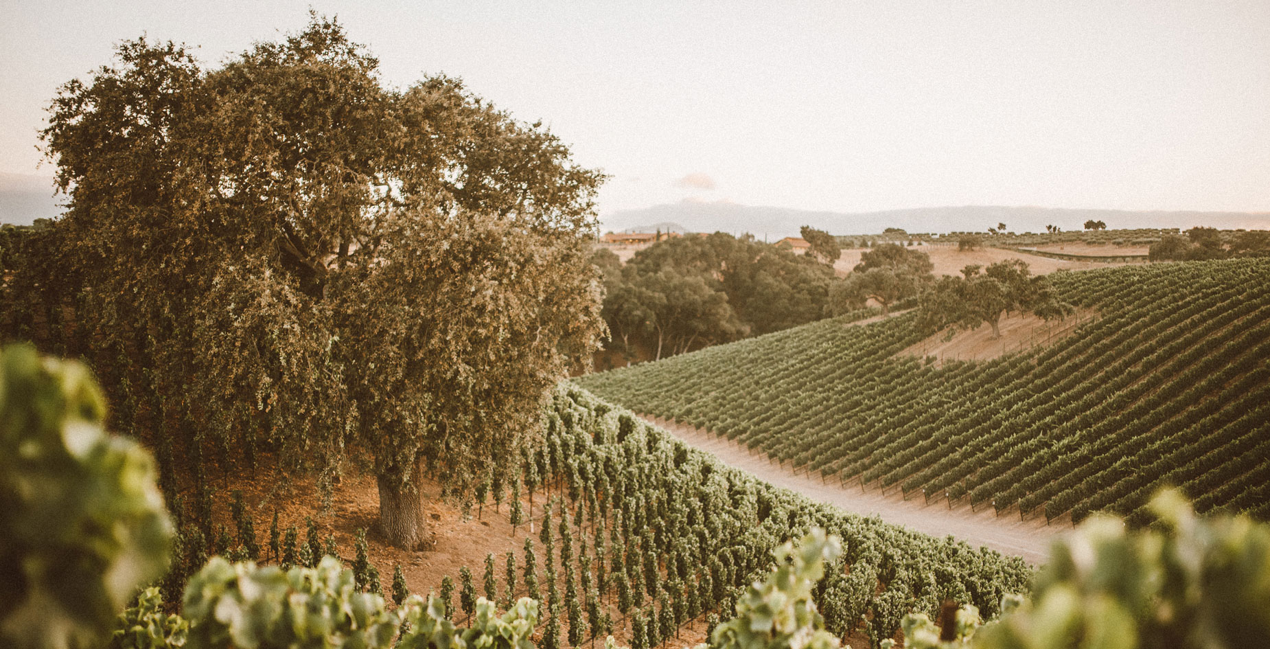 Oak trees are historical pillars of the Santa Ynez Valley. We respect and love them - and plant around them!