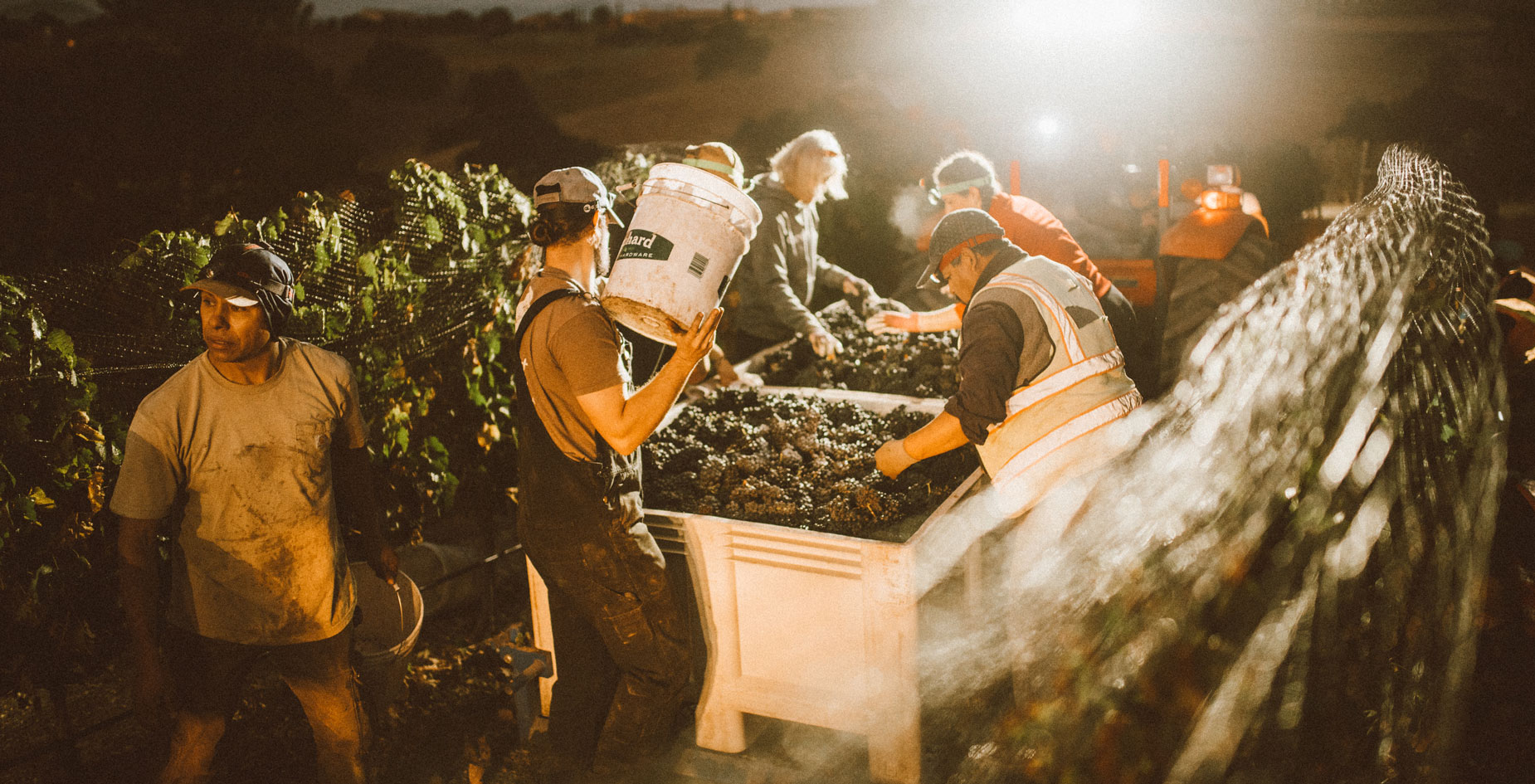 Harvesting our vineyards by hand means early mornings and a large crew - it takes a village!