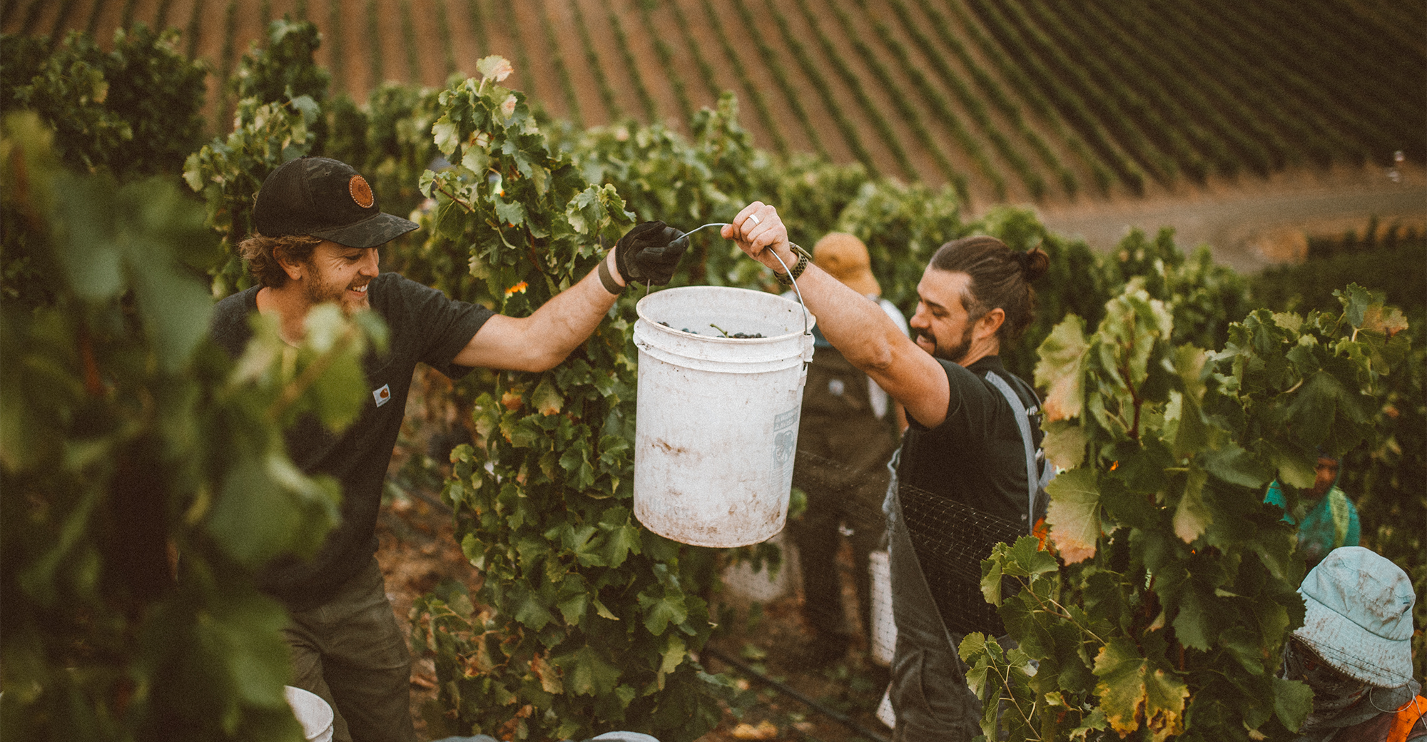 Carhartt Family Wines Harvest