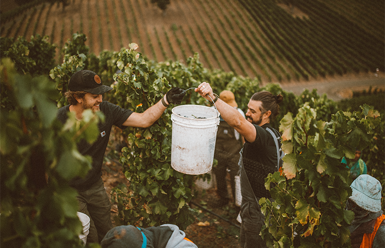 Carhartt Family Wines Harvest