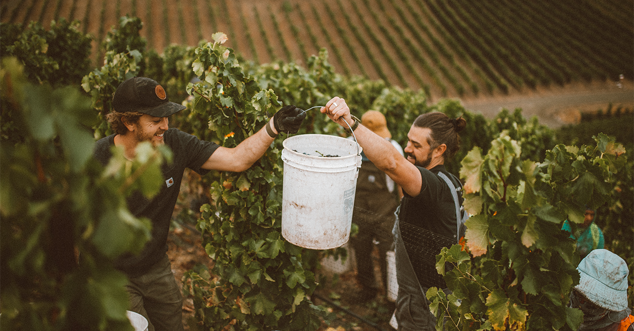 Carhartt Family Wines Harvest