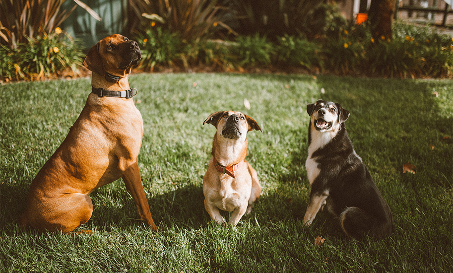 Ranch Dogs - Carhartt Family Wines