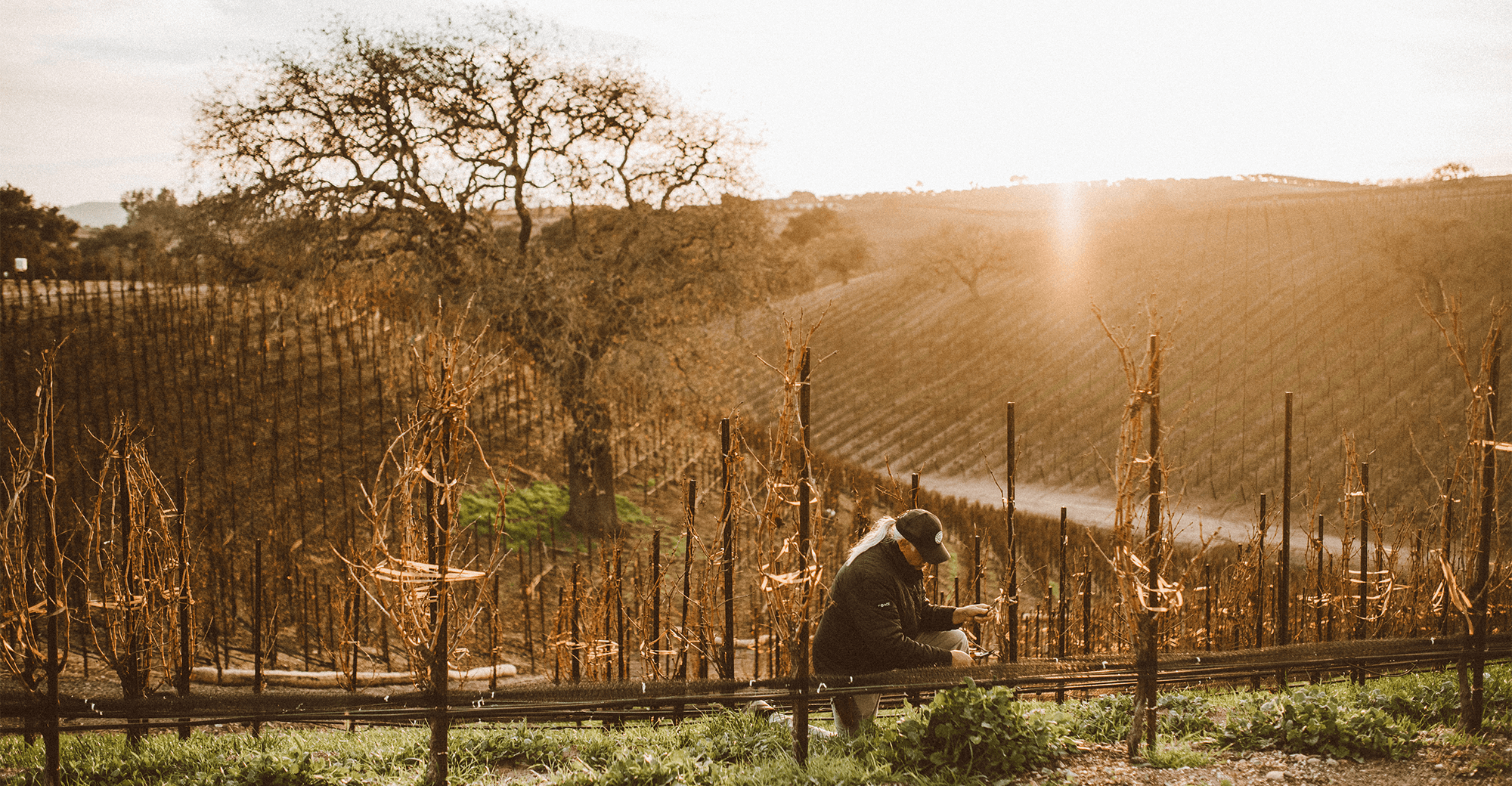 Mike Pruning A Vineyard