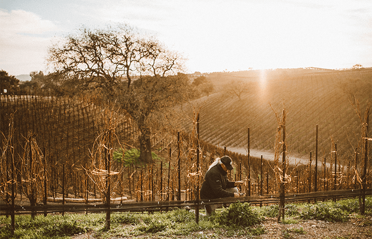 Mike Pruning A Vineyard