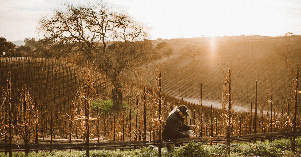 Mike Pruning A Vineyard