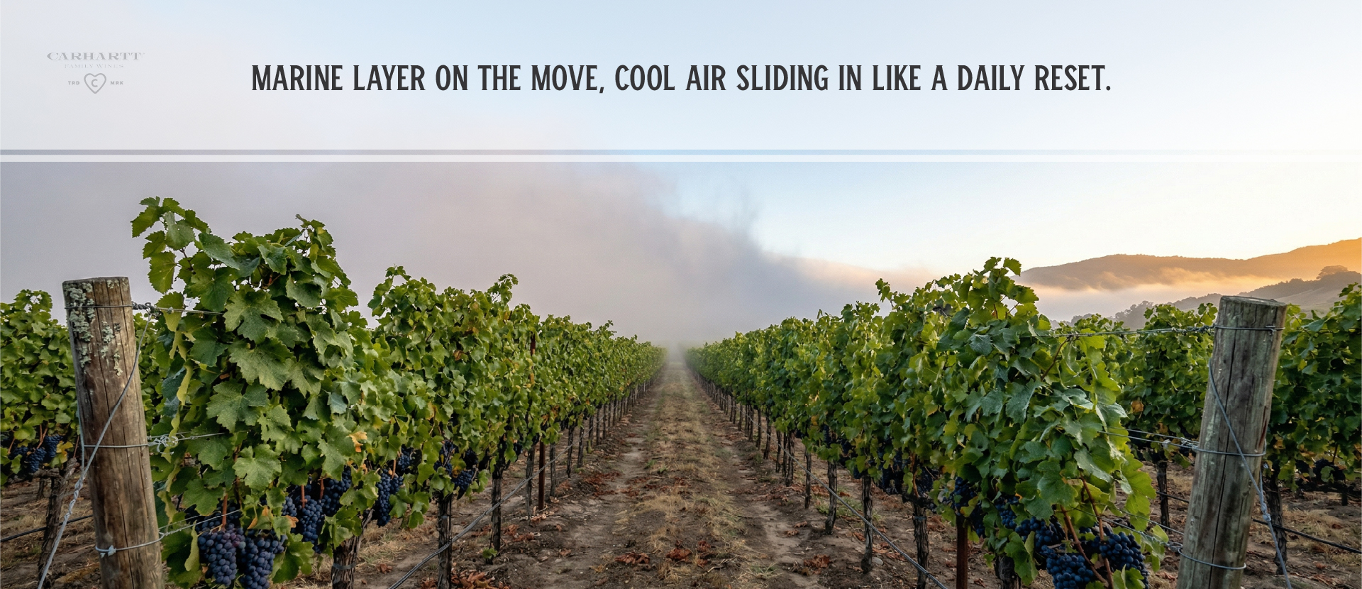 Los Olivos Chardonnay