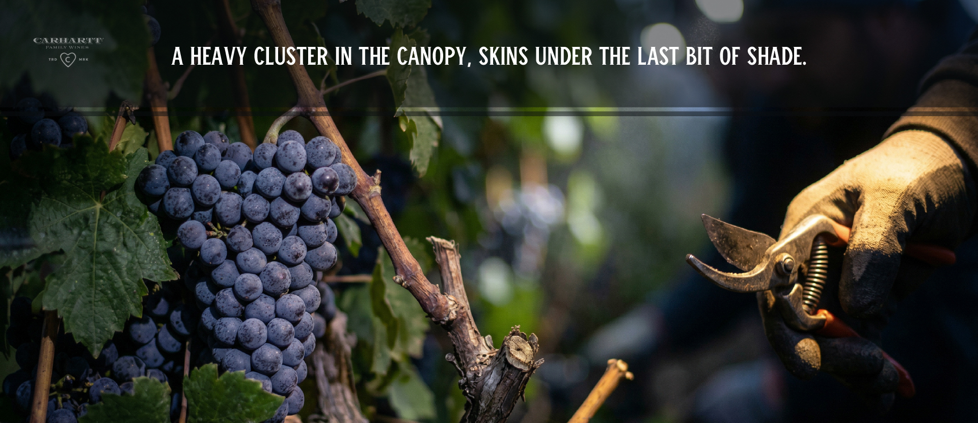 Santa Ynez Sauvignon Blanc