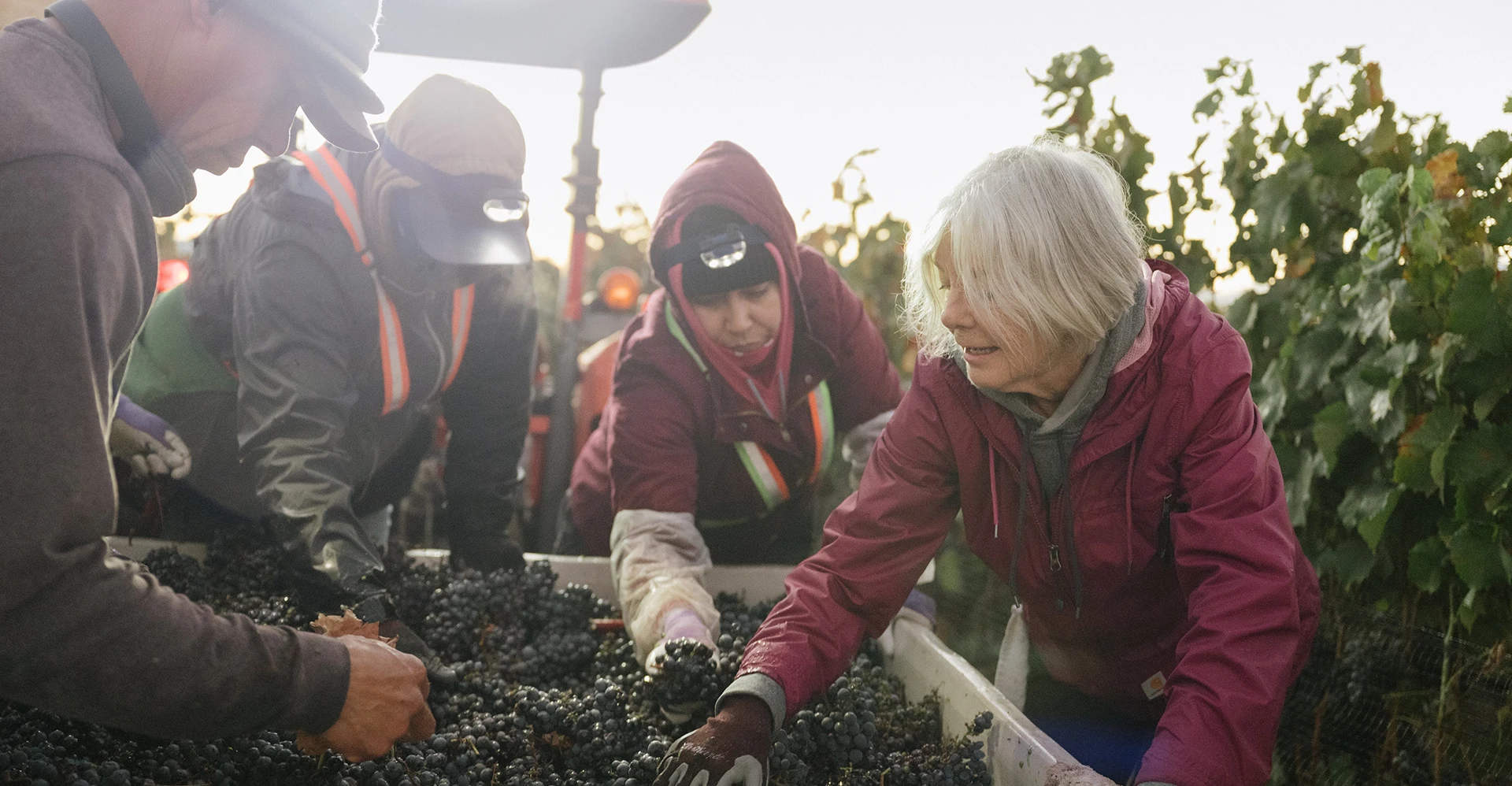 Brooke and the team sorting through grapes in the vineyard