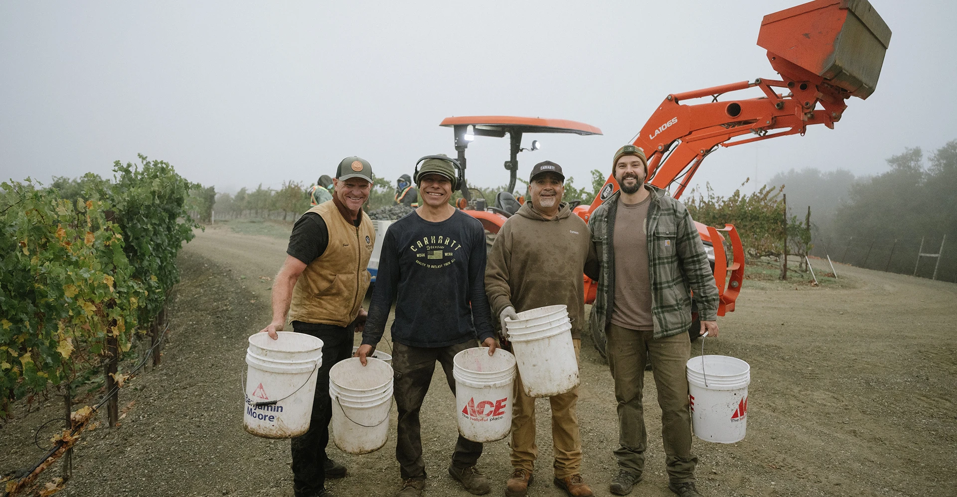 The grape picking gang in the vineyards