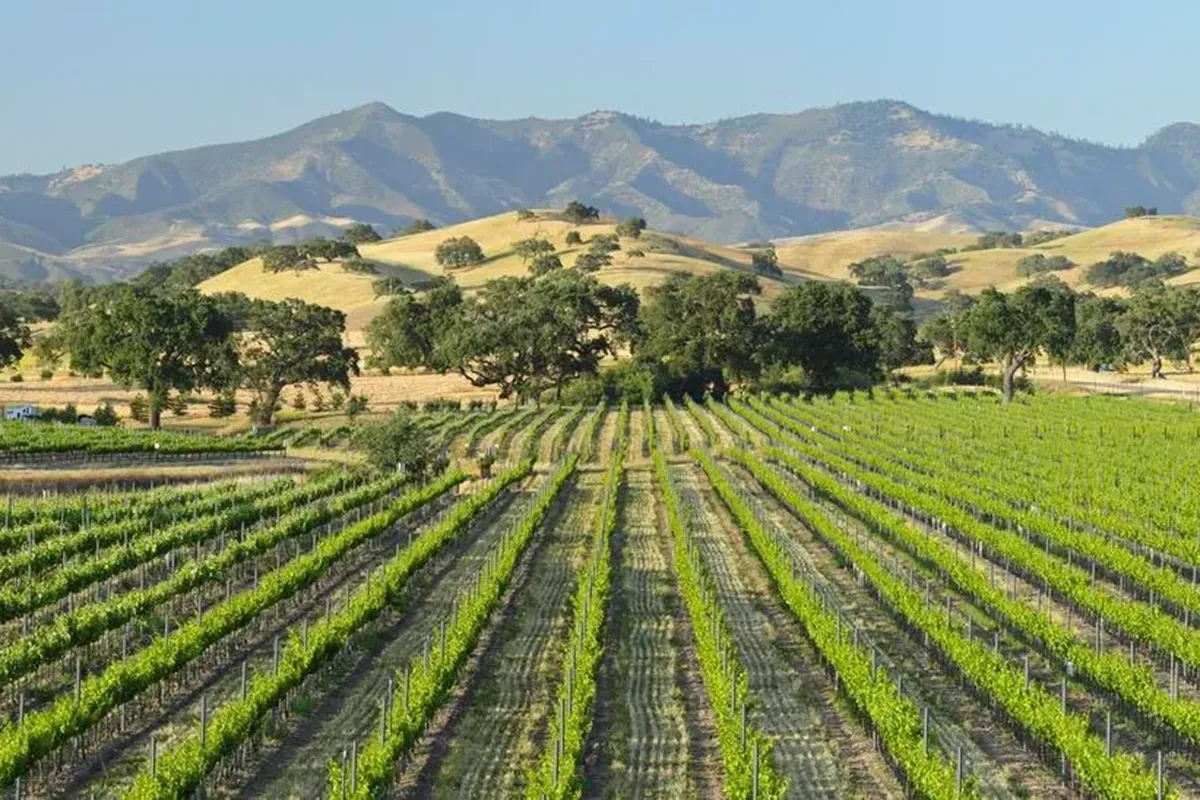 Looking down vineyards rows